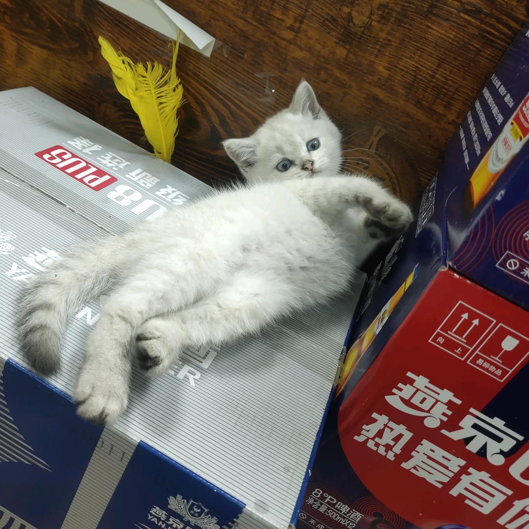 是阿彩