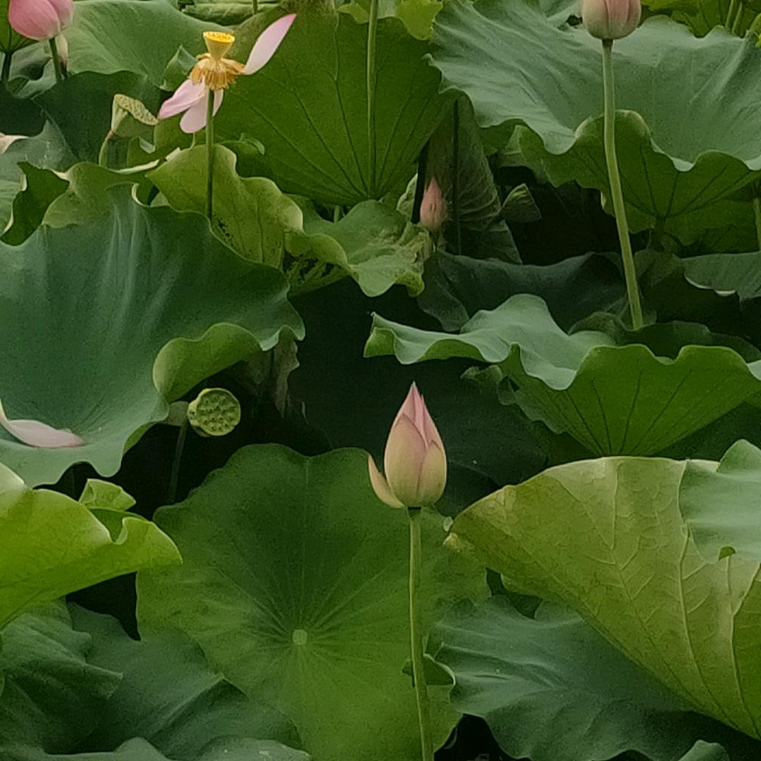 感恩有你