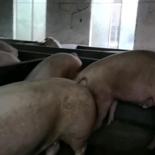 畜牧兽医枝术员刘伟