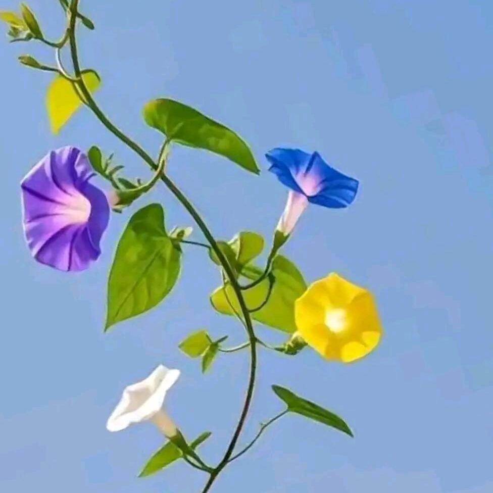 🌸🌸