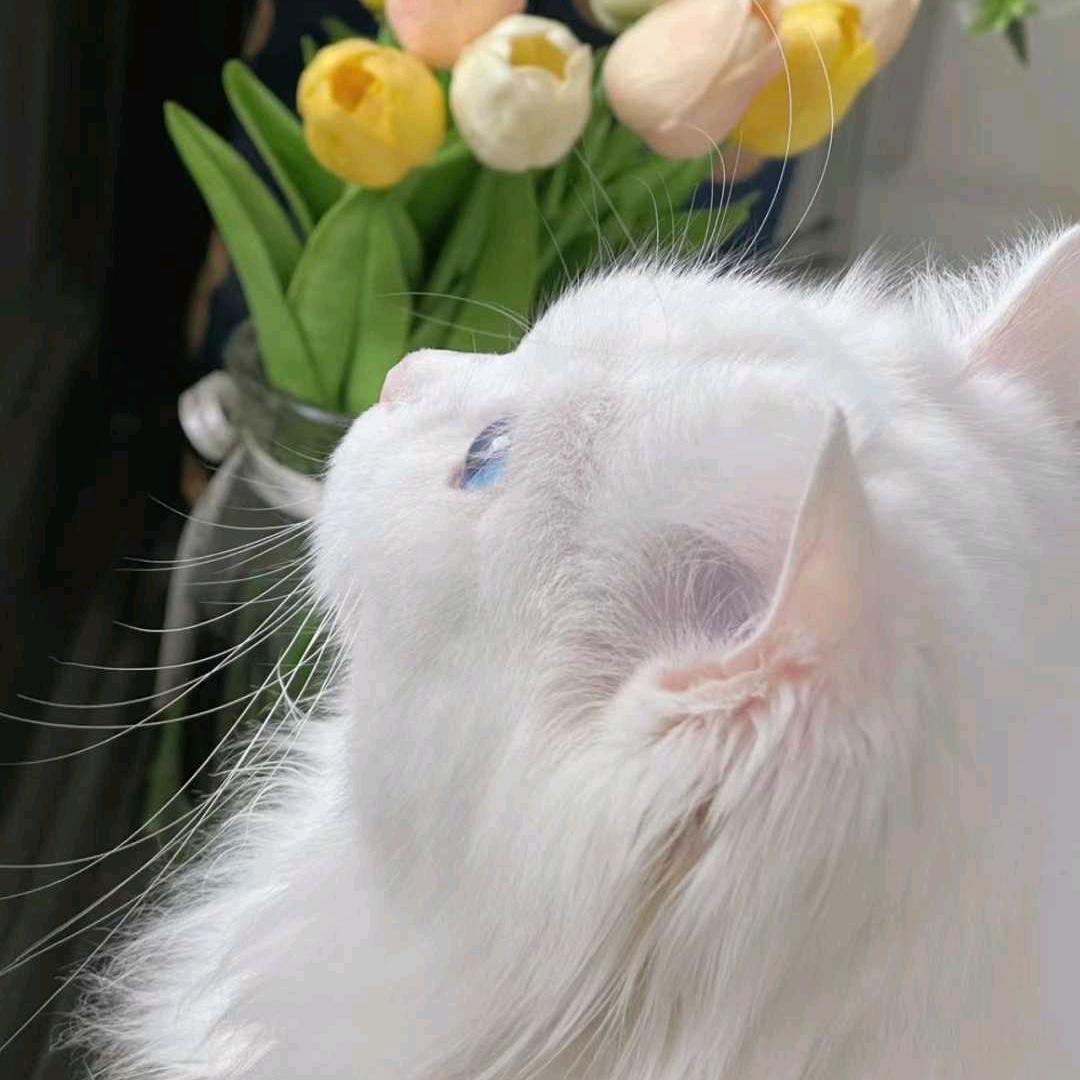 七颗章鱼小丸子