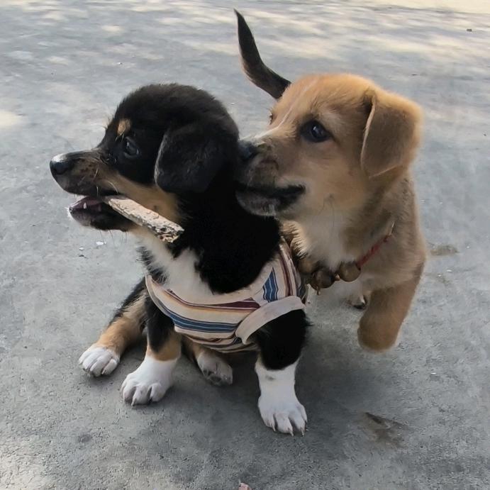 罗小黄🐶&罗小黑🐶