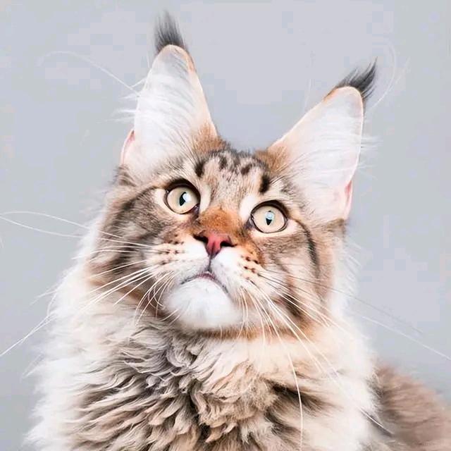 熟悉的陌生人
