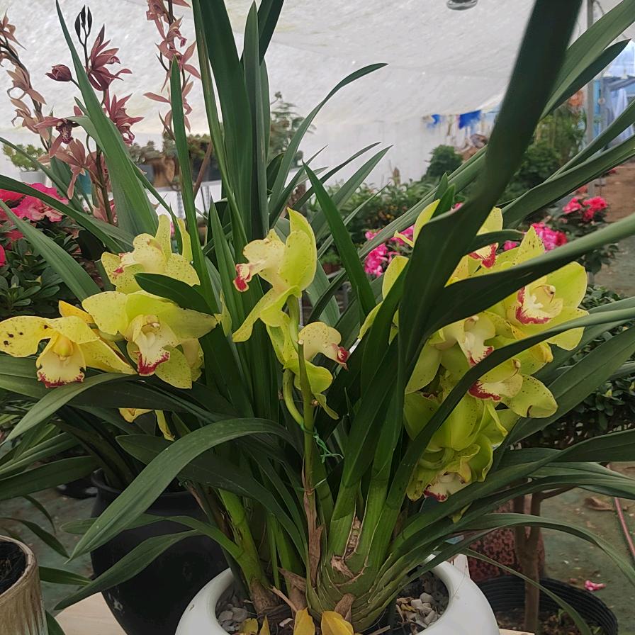 @镇平县颐园花卉批发