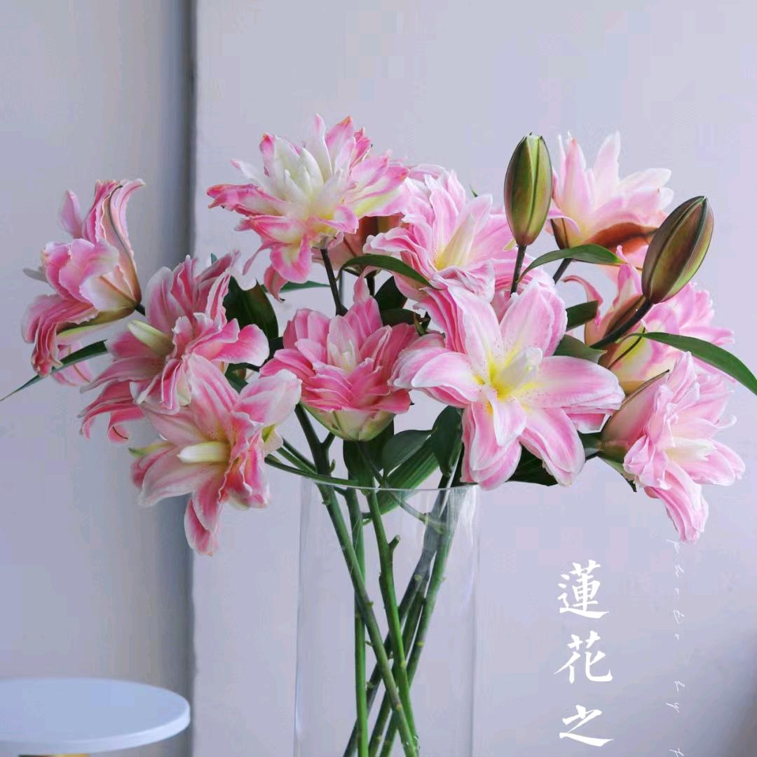 云南花芊荟