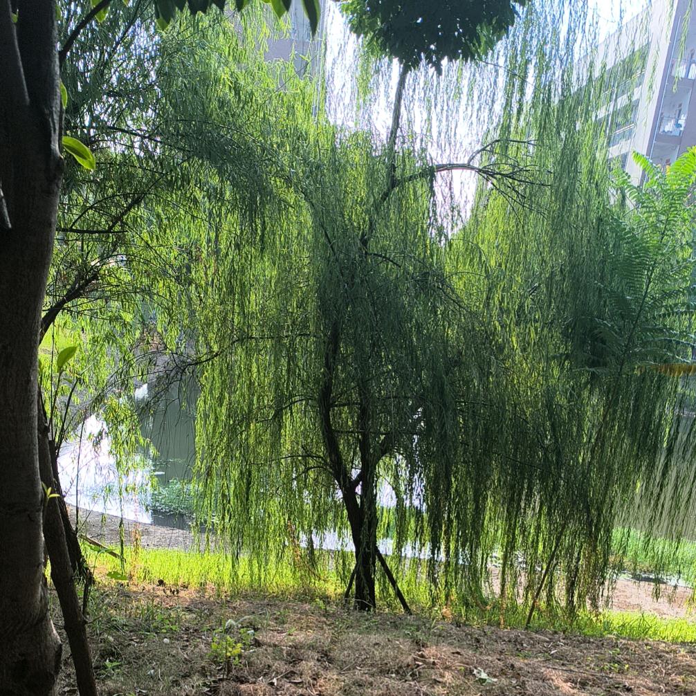 💐((🌺⥎🌺))🌹