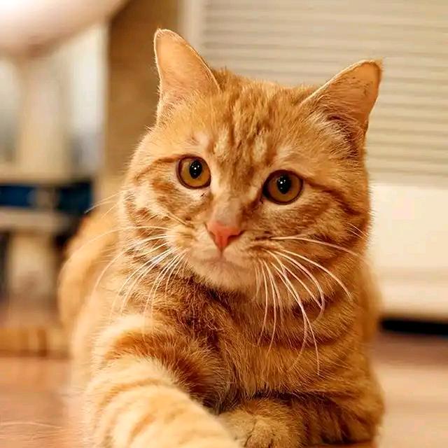 黄猫