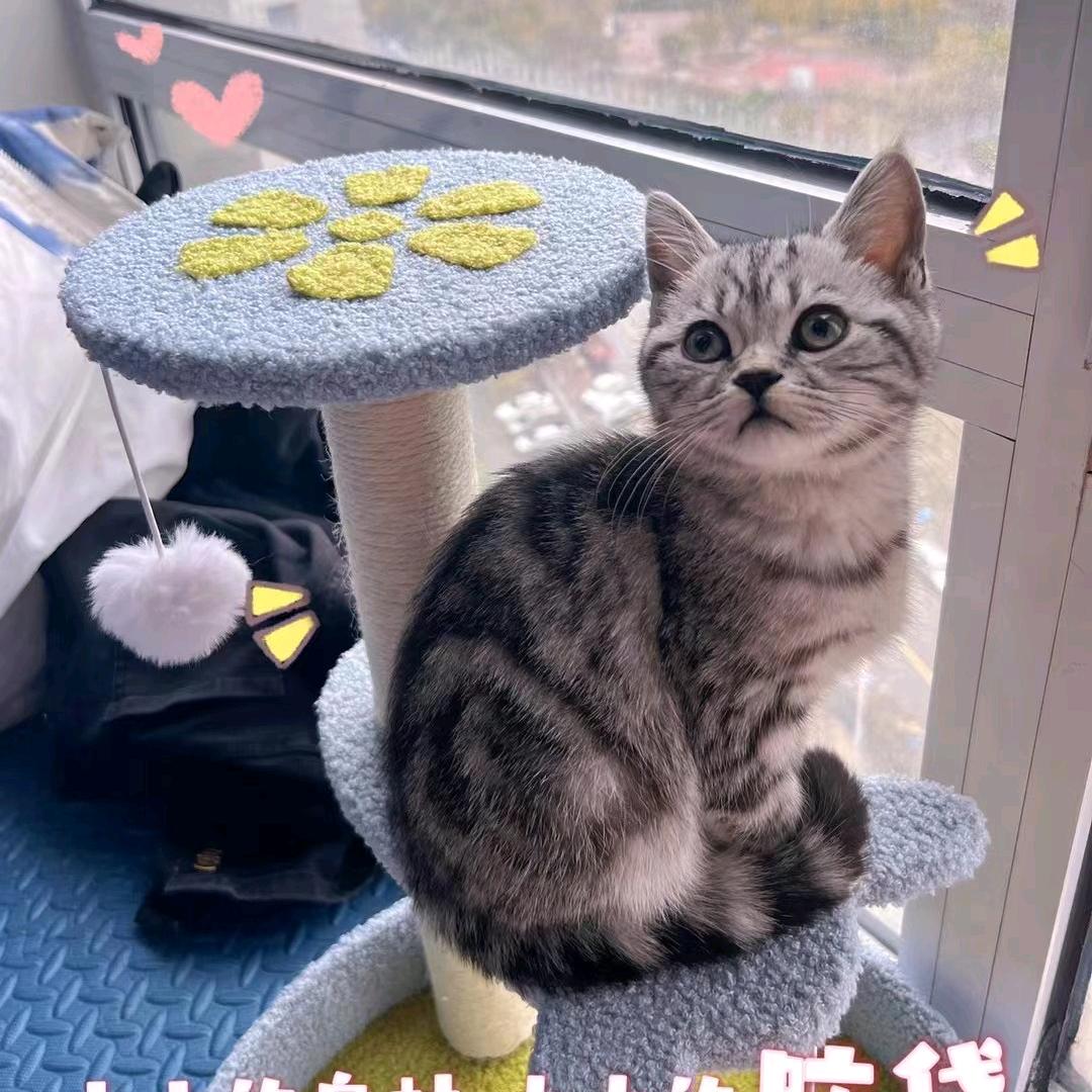 元宝和团团🐱