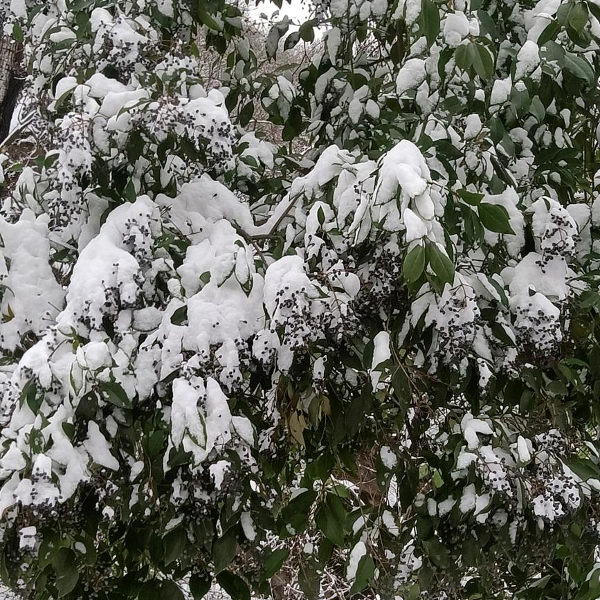 ও🕊ꦿꦼ一生᭄有李꧔ꦿ࿐้