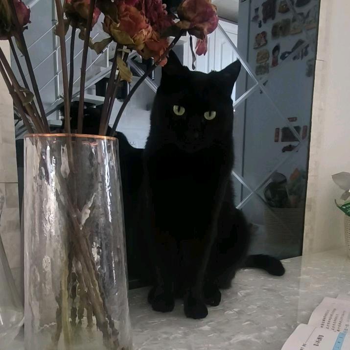 请叫我黑皮喵咪