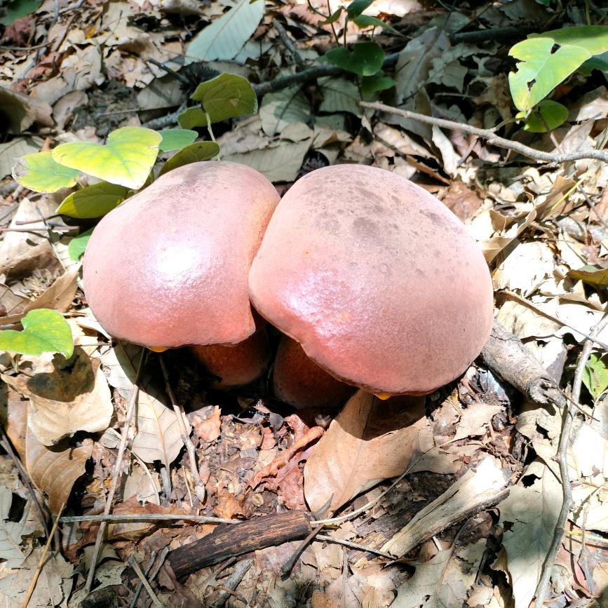 小张媳妇儿