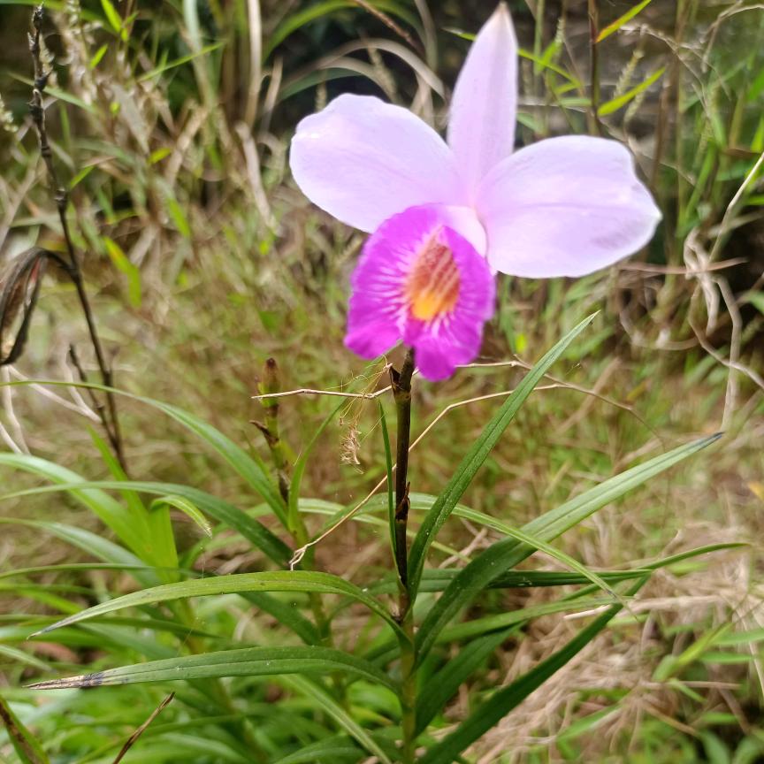 兰花紫