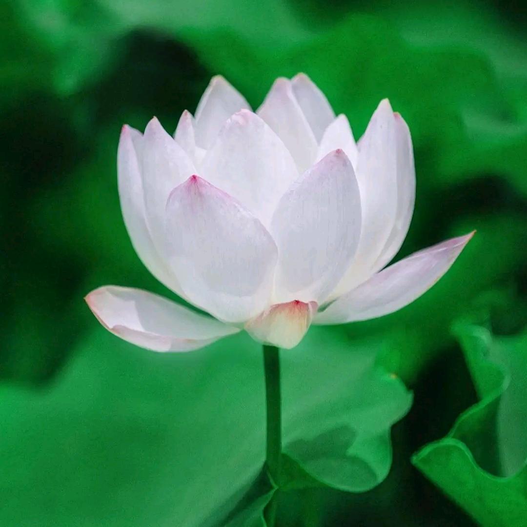 似荷