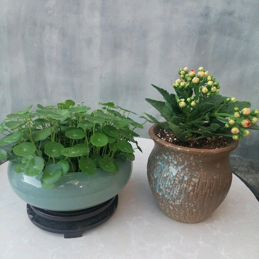 花仙子（好物在橱窗）