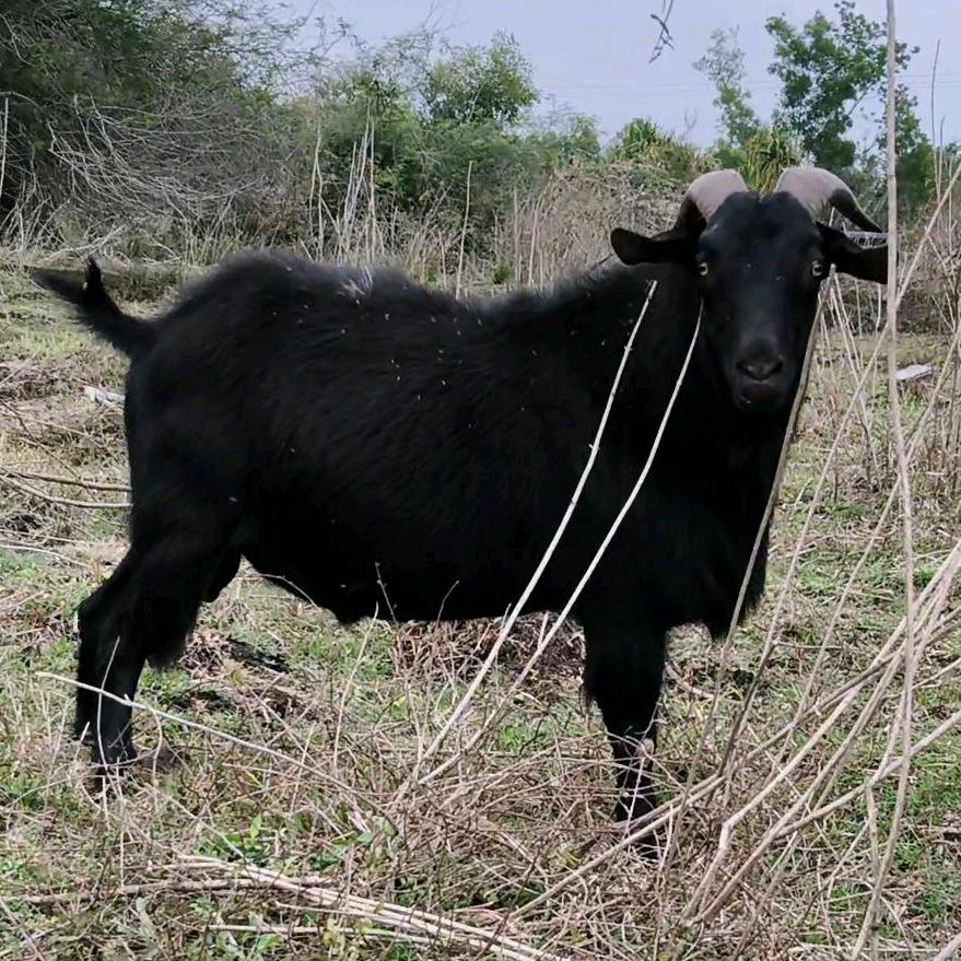 放养黑山羊