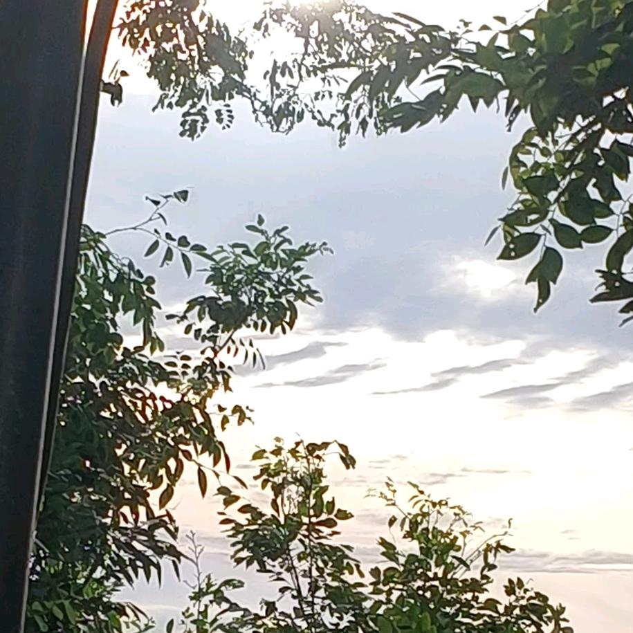 一花一菩提