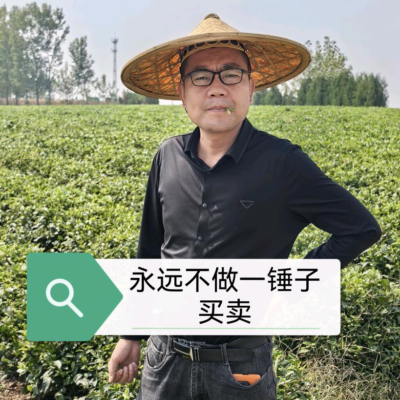 日照绿茶蔡金祥