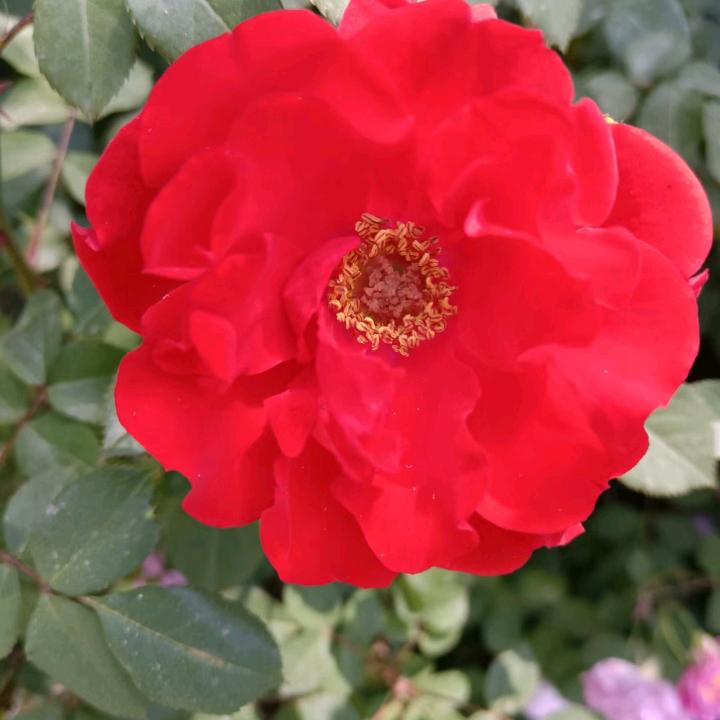 岁月静好