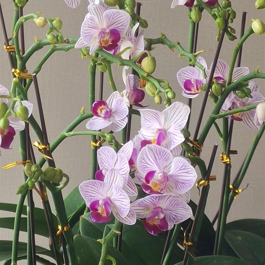 蕊娅