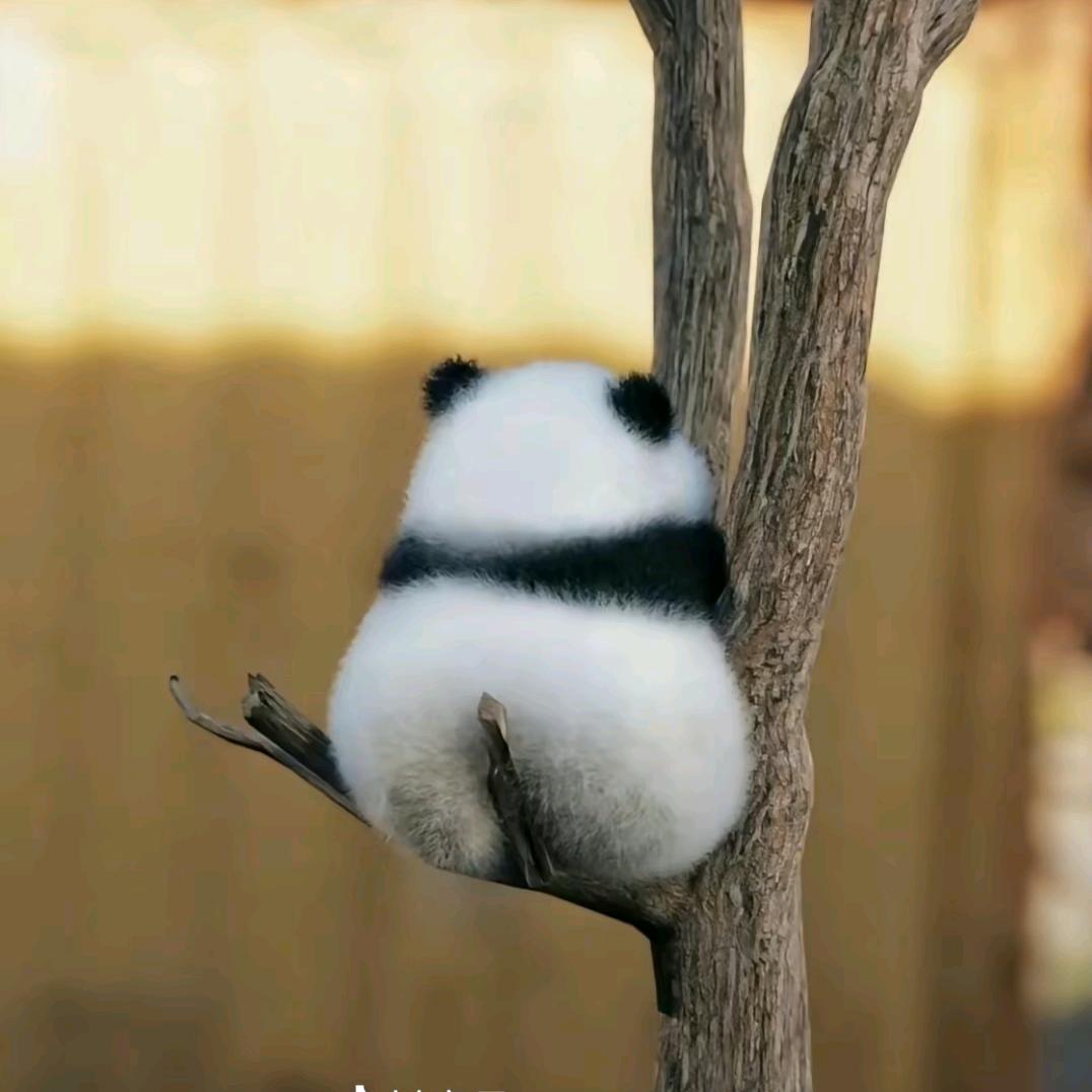 猫猫头