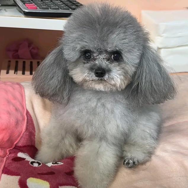 大庆宠物基地～亮子