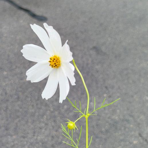 A麻花零售批发