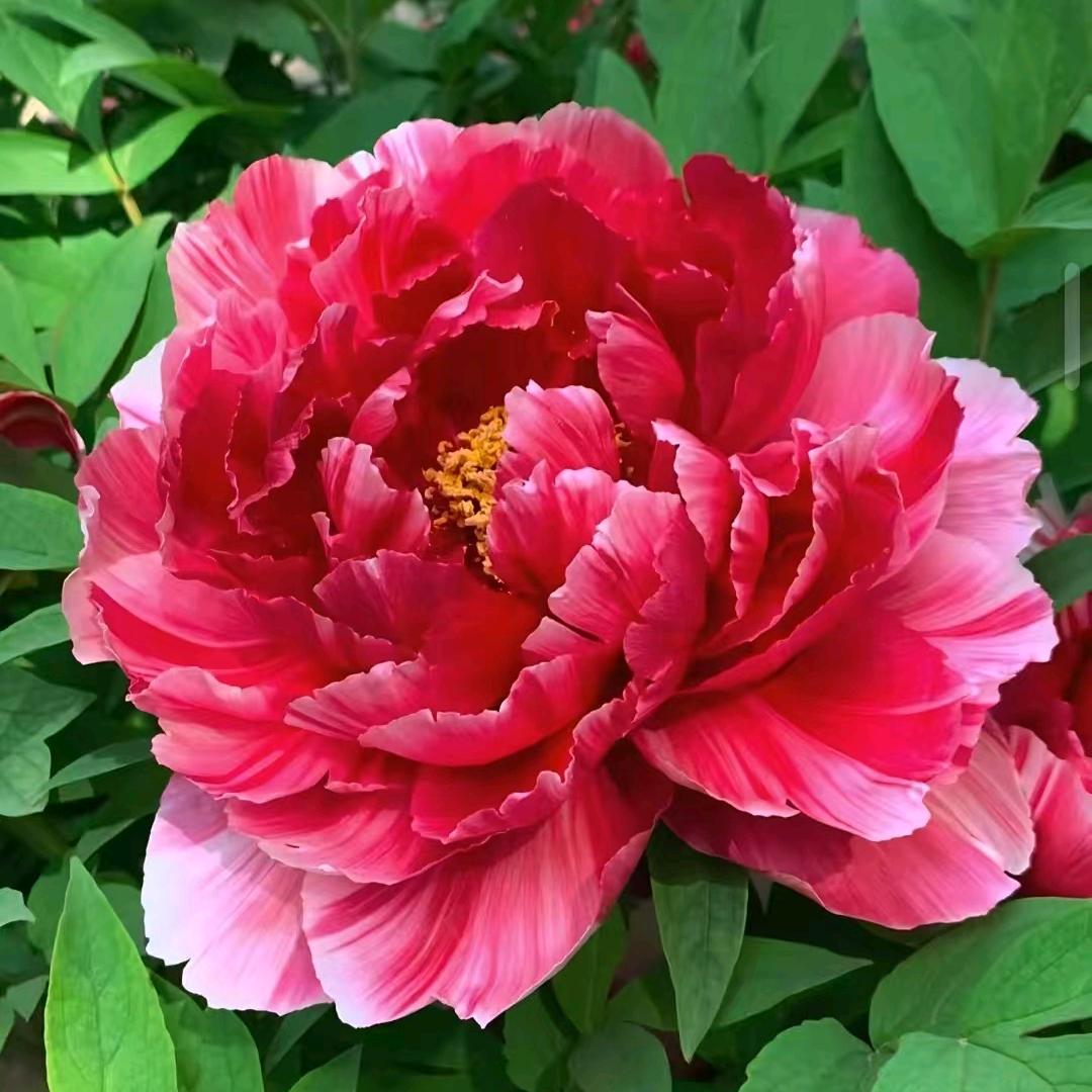花开富贵🍀🌷🌹🌺💐