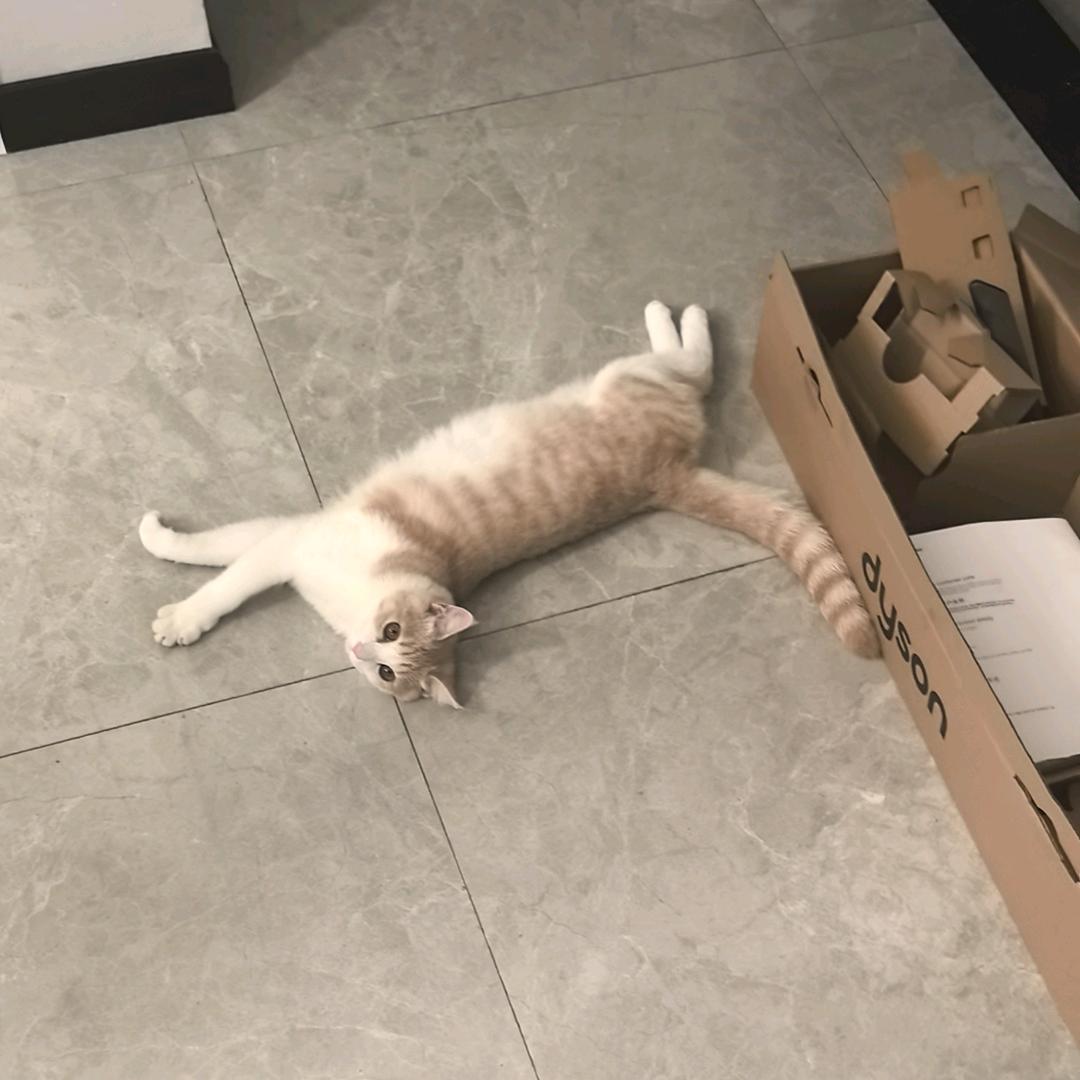 可爱喵喵咪