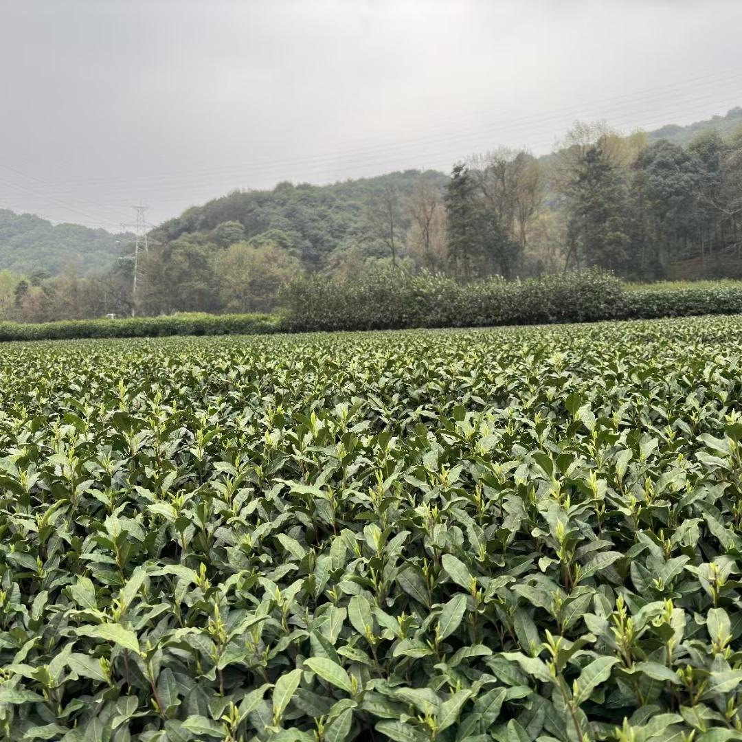 洪英茶莊