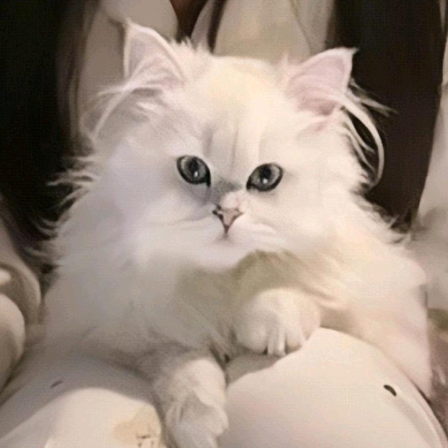 ℳঞ ໌້ᮨUsagi꧔ ໌້ᮨ