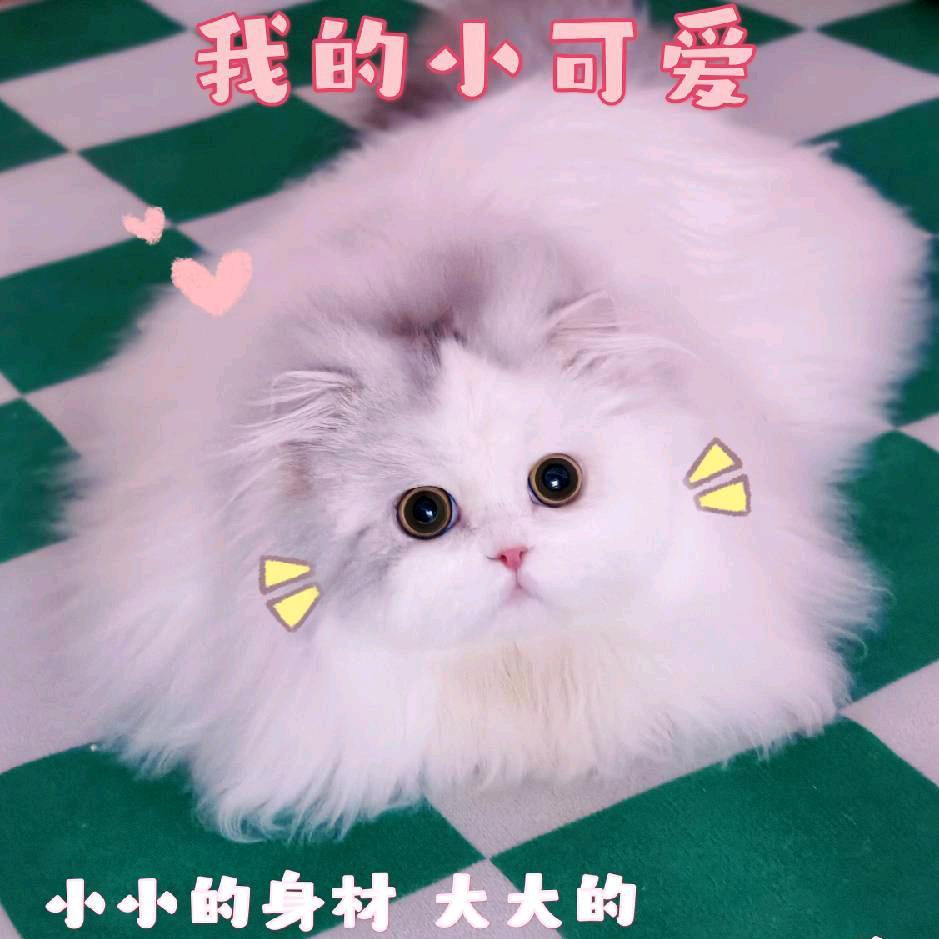 兜兜家的矮脚猫