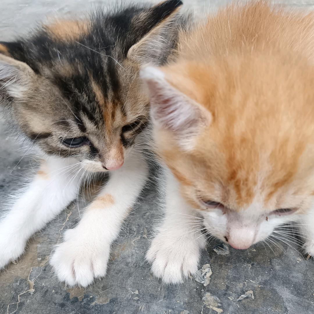 🦋爱，恨ꦿ໊。随᭄，意。❤᭄