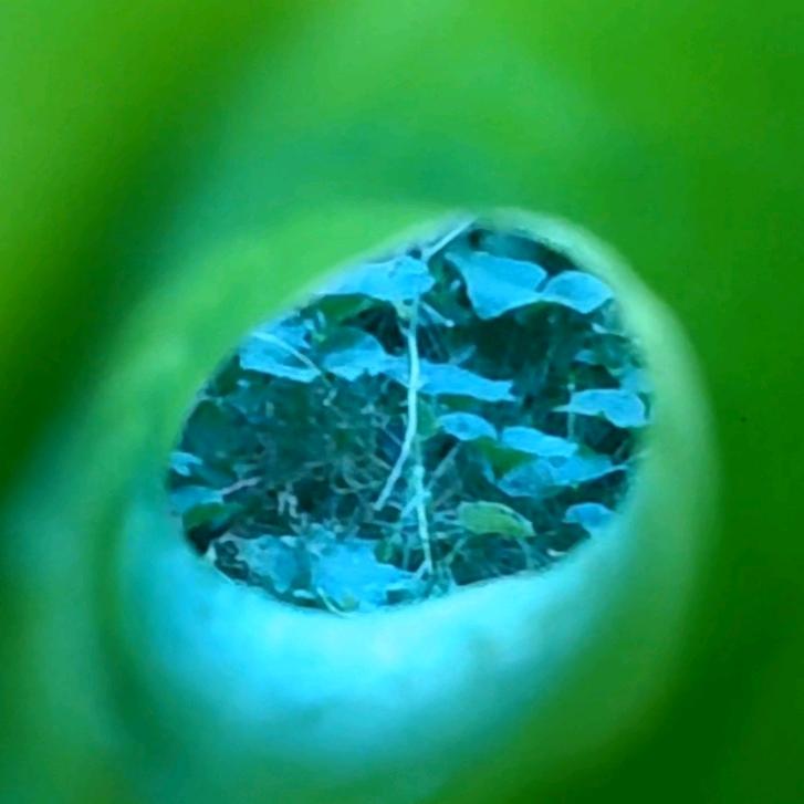 ♥(｡￫￩｡ヾ(´〇灵音｀)ﾉ♪♪♪)