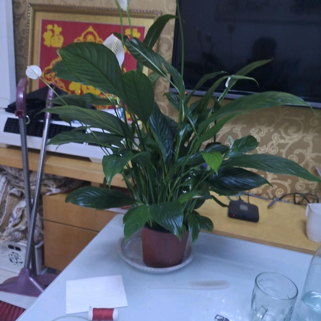 一生有你