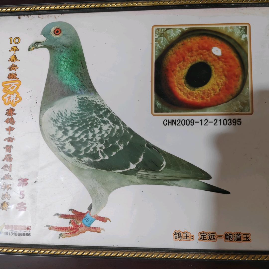 飞奴赛鸽-鲍道义