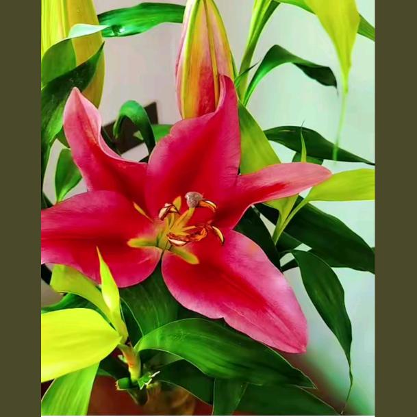灵芝种植+竹鼠养殖
