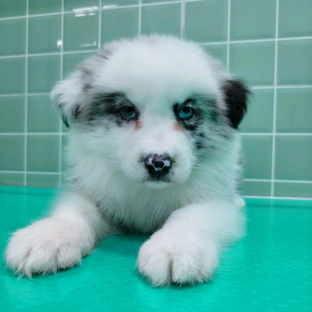 阿靖的犬.猫舍🐶🐱