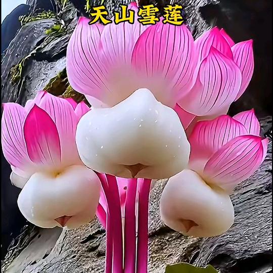 爱我的人在哪里😭