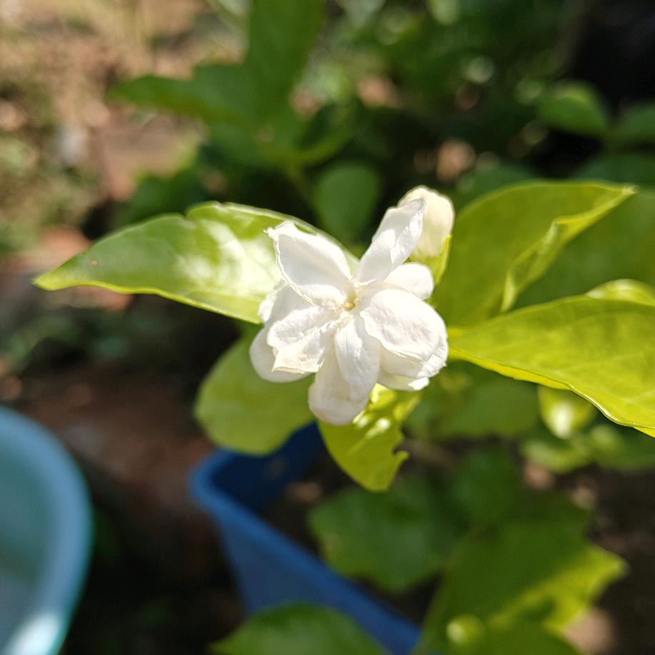 花语的眼泪