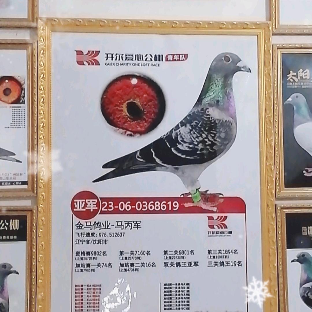 金马鸽业（战友小五）