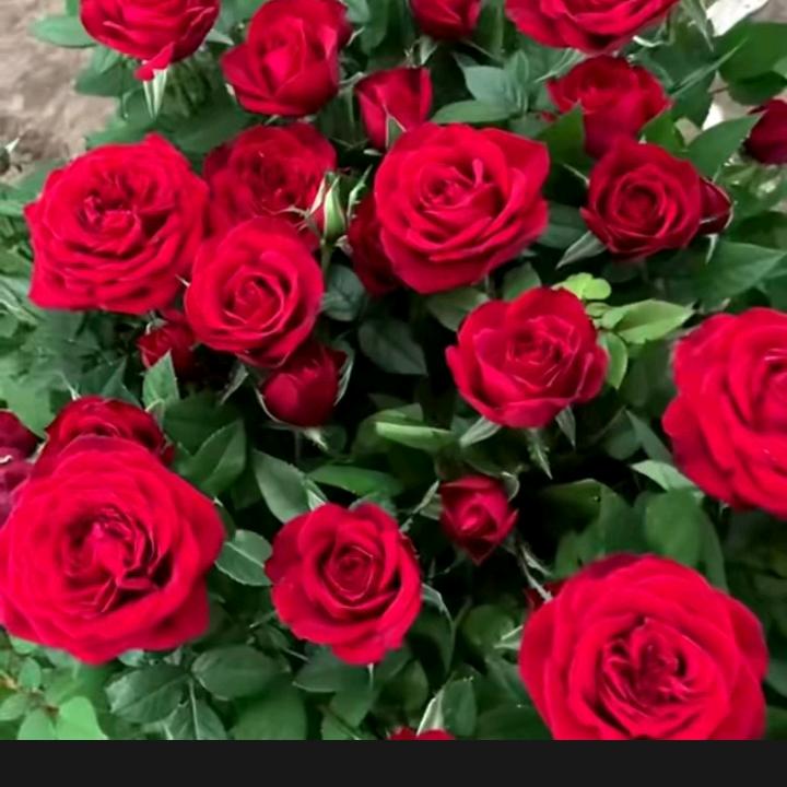 山谷里的思念3687