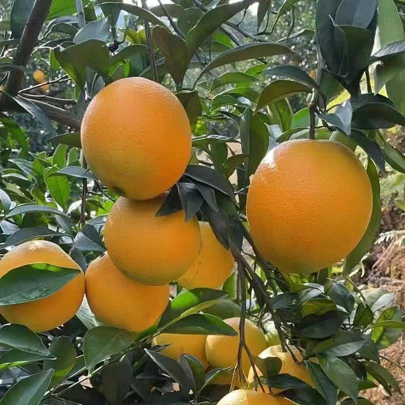 阿胡胡