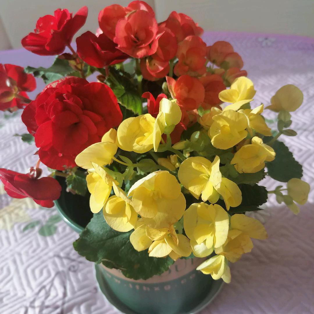 海棠花早上6点10开播