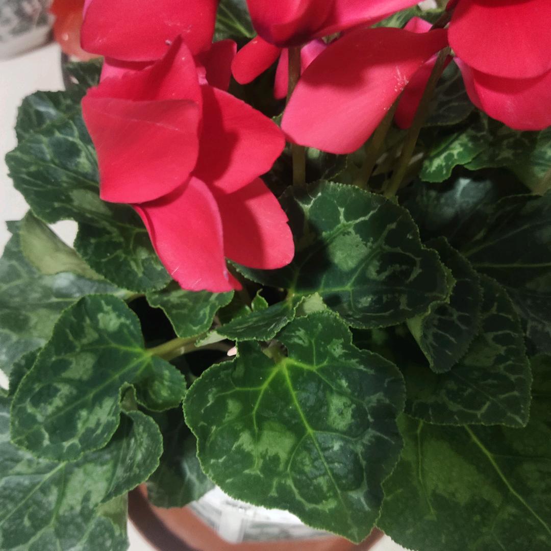 石来运转（新疆翻翻）