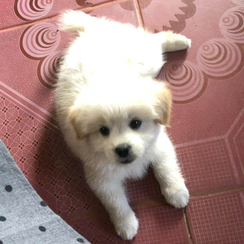 汪汪队微积分战神