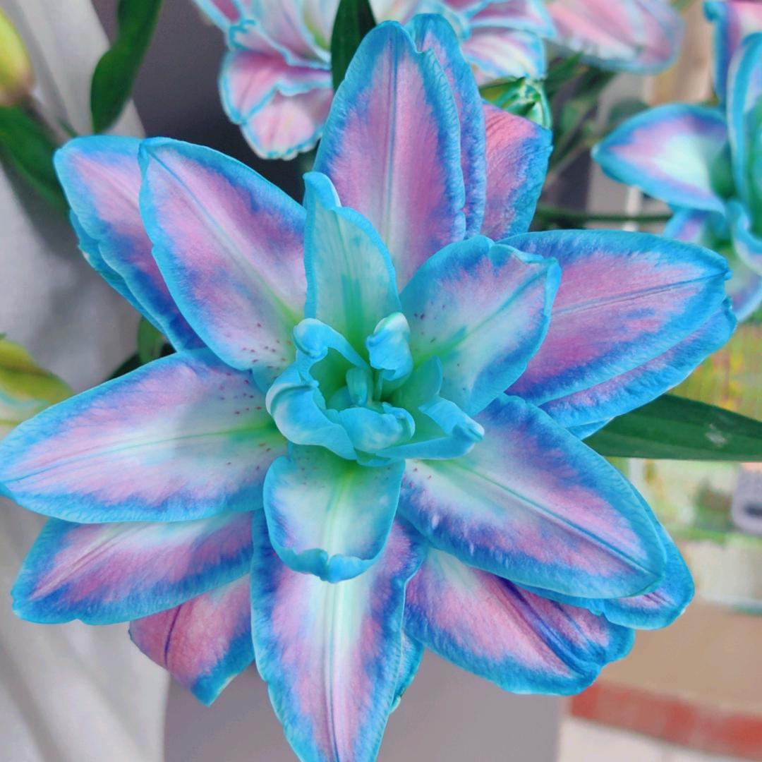 蝶恋花