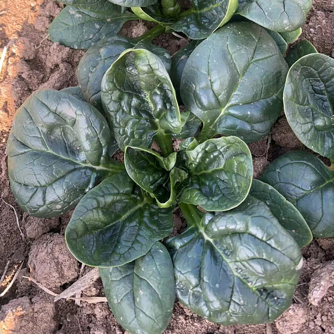 河南趴地菠菜农业有限公司（技术指导）