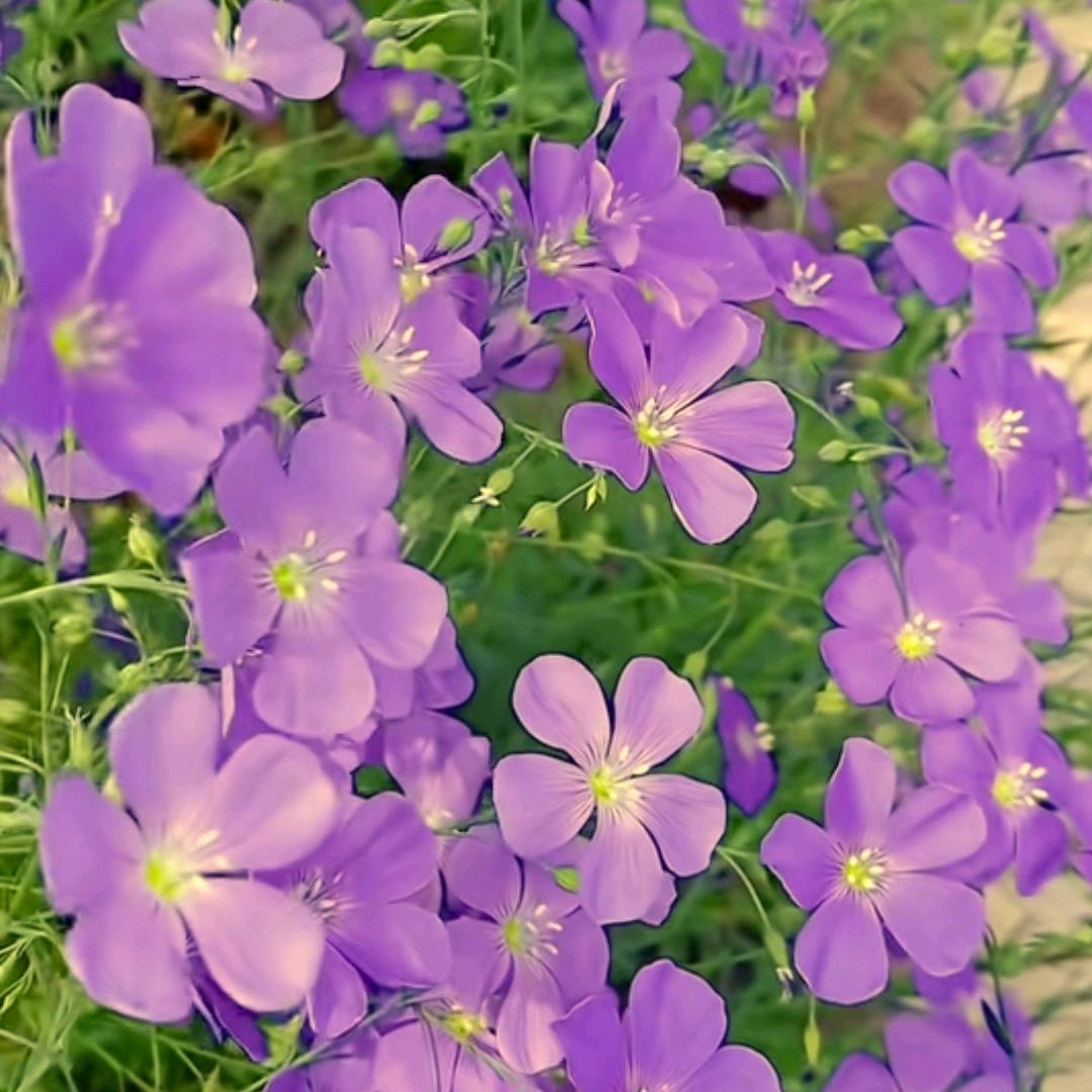 💐朝花夕拾