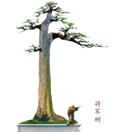 文周周金弹子花卉