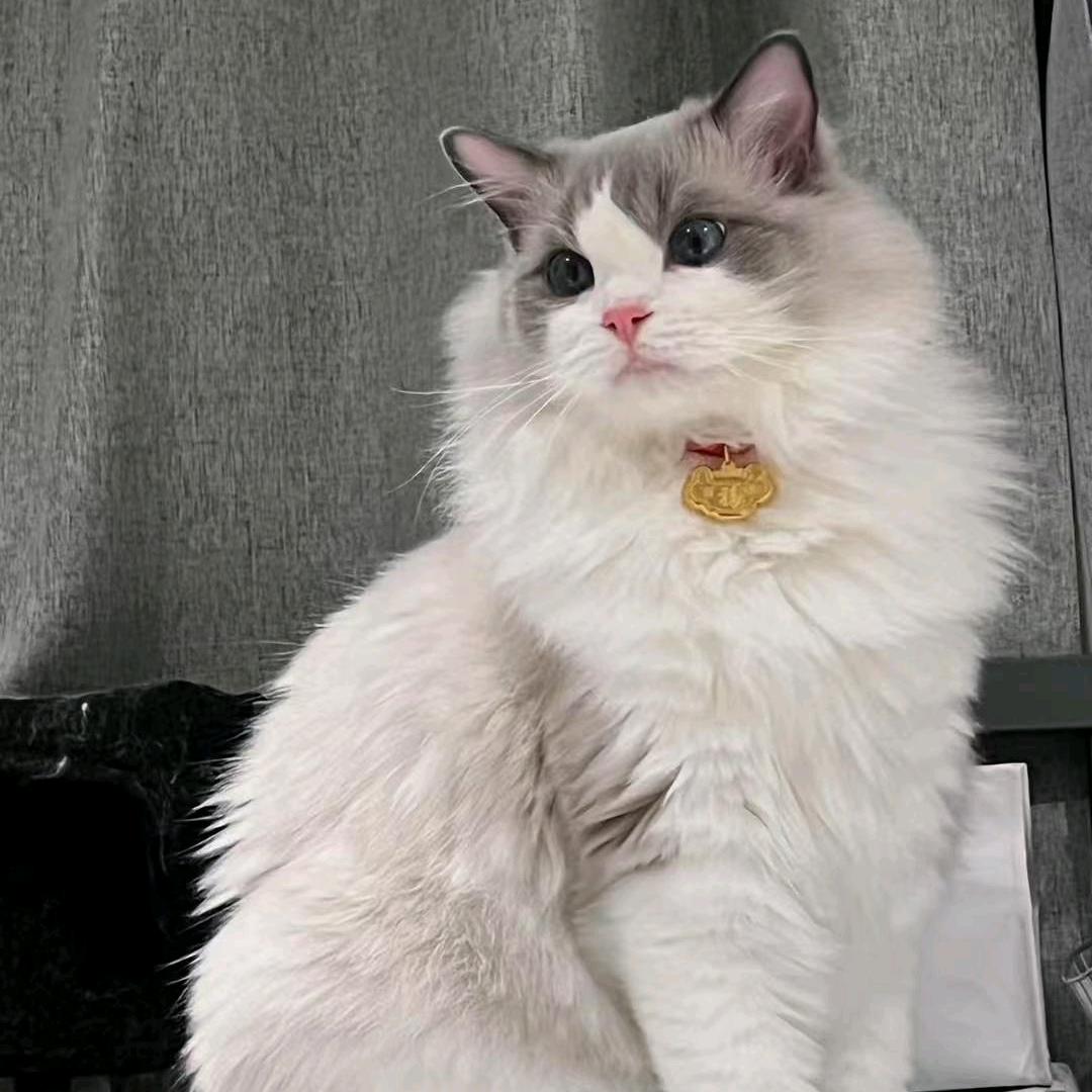 玲珑骰子安豆豆（吃不饱版）